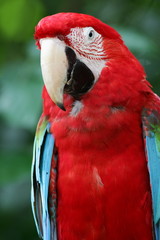 Scarlet Macaw
