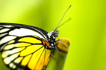 butterfly with green bacgkround