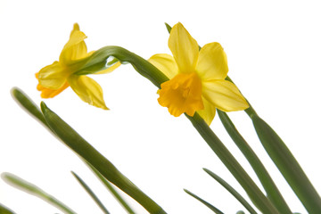 daffodils