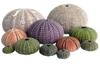 different sea urchins isolated on white