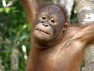 Naklejka premium Orangutan