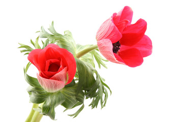 Obraz premium red anemones isolated on white background