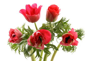 red anemones isolated on white background