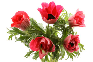 red anemones isolated on white background