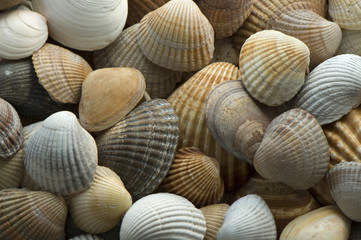 sea shells