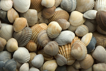 sea shell close up