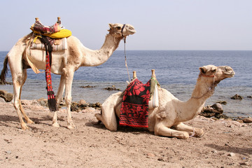 Two saddled camels
