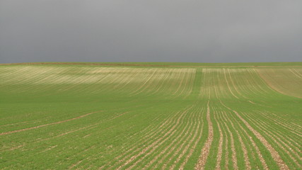 Obraz premium Semis sous un ciel de plomb