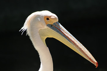 #1.Portrait of a White Pelican.