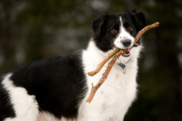 A dog holding a stick read to play fetch