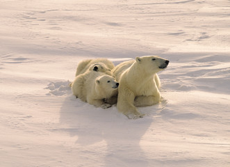 Ours polaire avec ses petits se reposant sur la toundra arctique.