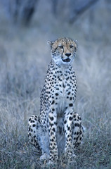 Alert cheetah watching for prey. Serengeti, Tanzania