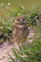 Young burrowing owl at his burrow. Photographed in Florida