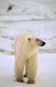 Elegant female polar bear standing on the frozen tundra i