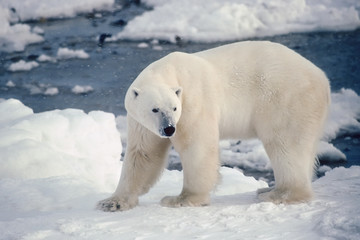 Large male polar bear on the shore of Hudson's Bay. 