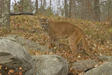 Fototapeta na wymiar Cougar w buszu. Sfotografowany w północnej Minnesocie