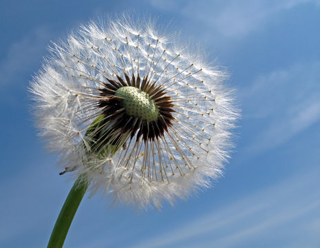 Fototapeta Pusteblume