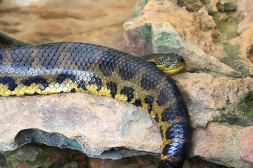 Anaconda