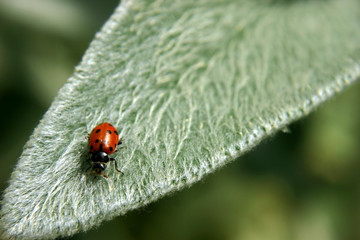 lady bug