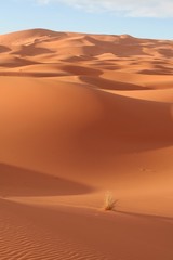 Desert
