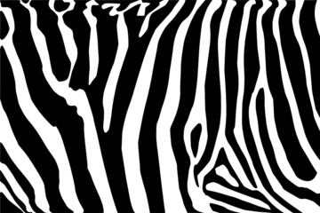 Fototapeta vector - zebra texture Black and White obraz