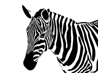 vector close up portrait of a zebra - obrazy, fototapety, plakaty