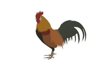 vector - coloured rooster
