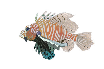 vector Red Lionfish (Pterois volitans)