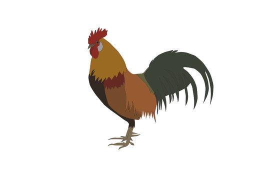 colorful rooster standing on white background clip art preview