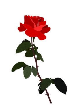 vector red Rose on white background