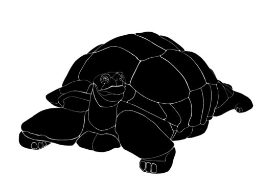vector a big old turtle