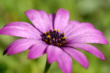 Fototapeta premium Flower