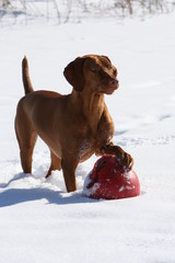 dog playing in snow vizsla