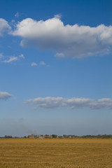 Obraz premium Risaie vercellesi