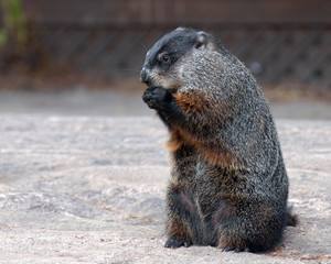 Groundhog