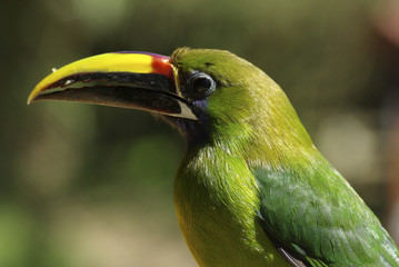Toucan