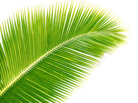 Fototapeta palme jaune