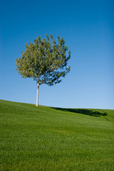 Fototapeta na wymiar Tree on an open green grass field