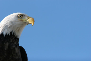 Obraz premium American bald eagle flying on blue sky
