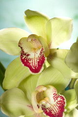 Fototapeta na wymiar Gorgeous żółtozielony Cymbidium orchid kwiat na niebiesko
