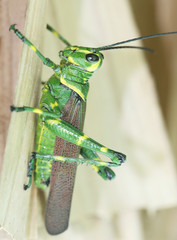 A colorful grasshopper clings to a leaf