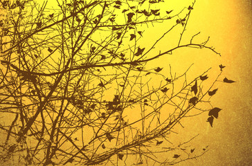 plants abstract textures and backgrounds