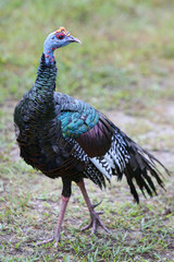 An ocellated turkey running free on the grounds of Tikal