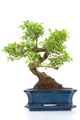 Photo sur Plexiglas Bonsaï bonsai tree