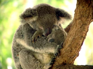 Stickers pour porte Koala Repos de midi
