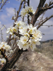 Close up of peach blossom.
