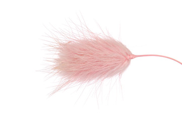 close-up image of the hairy pink grass isolated over white