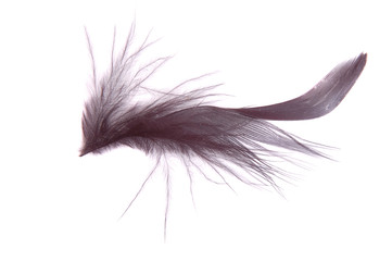 one black fluffy feather close up with shadow