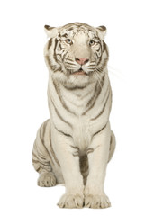 Fototapeta premium White Tiger (3 years)