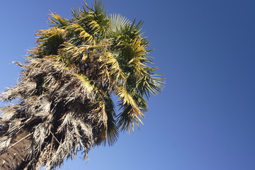 Naklejka premium Palmier